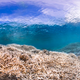 Illustration for article titled This is What a Mass Die-off of Earths Coral Reefs Looks Like